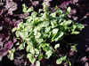 Ajuga reptans 'Variegata'